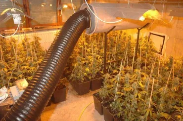 Cannabisplantjes in potten met ventilatiesysteem