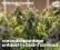 stockfoto cannabisplantage