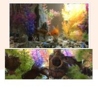Vissen in aquarium