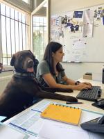Hond op het werk