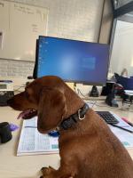 Hond op het werk
